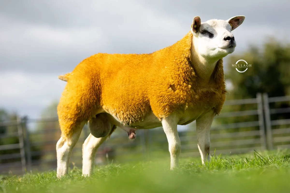 Pedigree Suffolk and Texel Rams - Image 3