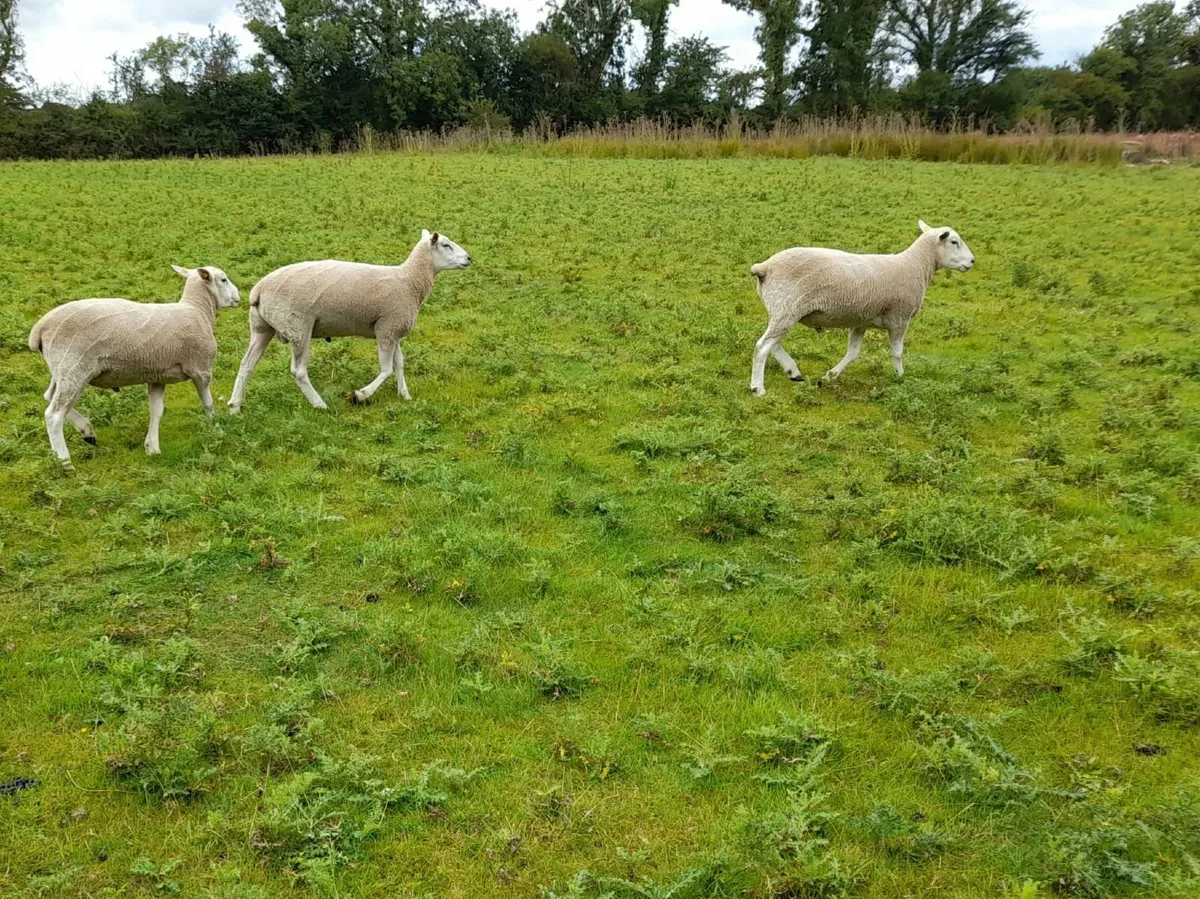 Purebred Lleyn hogget rams for sale. - Image 4
