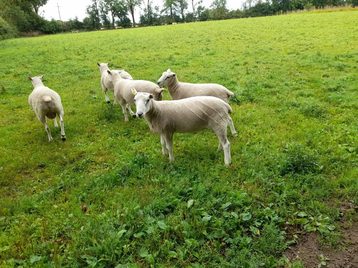 Purebred Lleyn hogget rams for sale. - Image 3