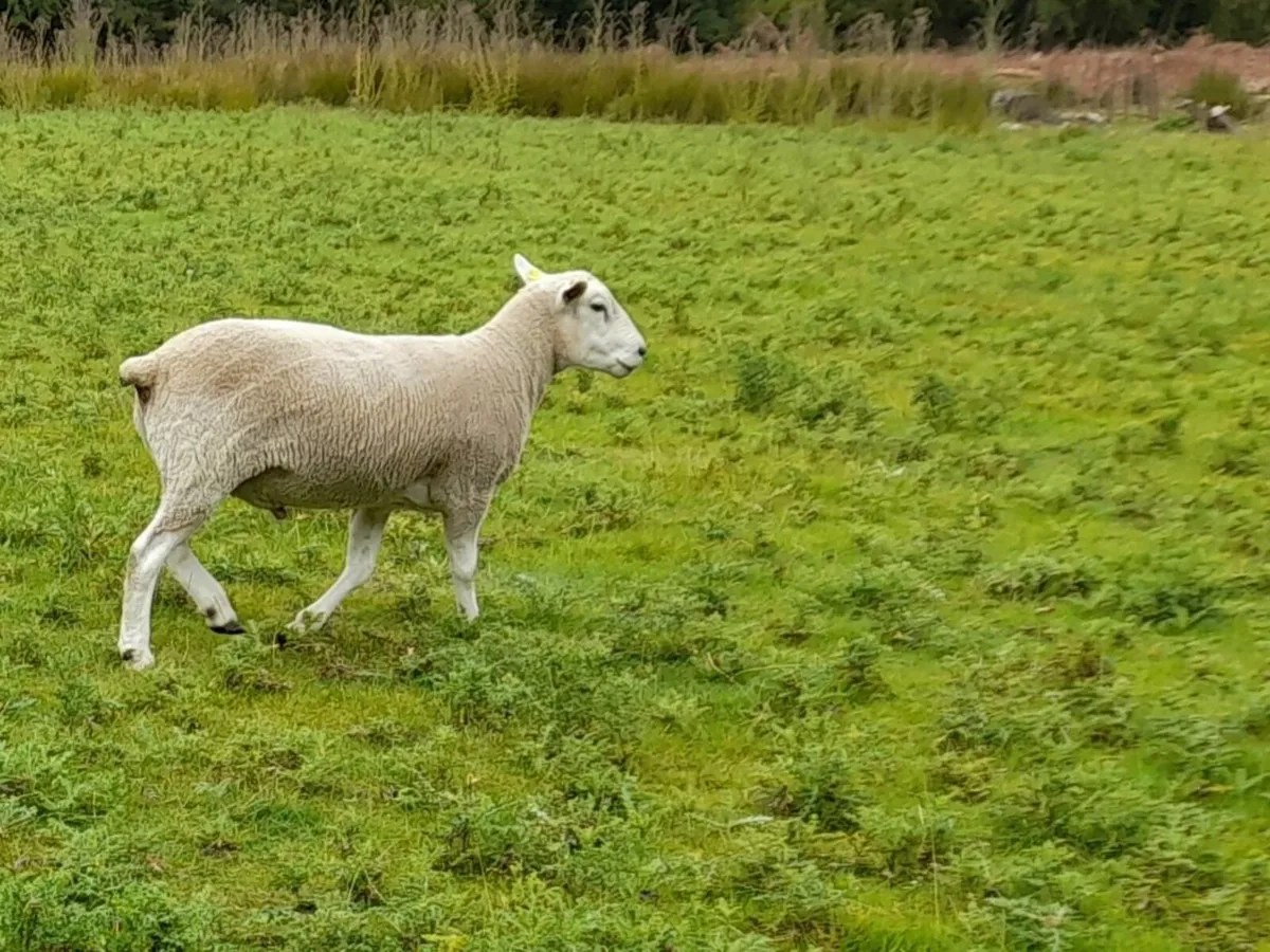 Purebred Lleyn hogget rams for sale. - Image 2