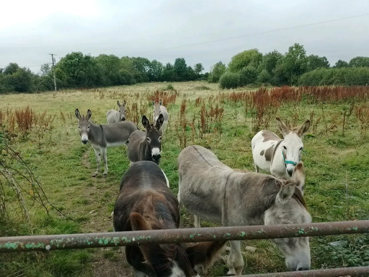 Donkeys