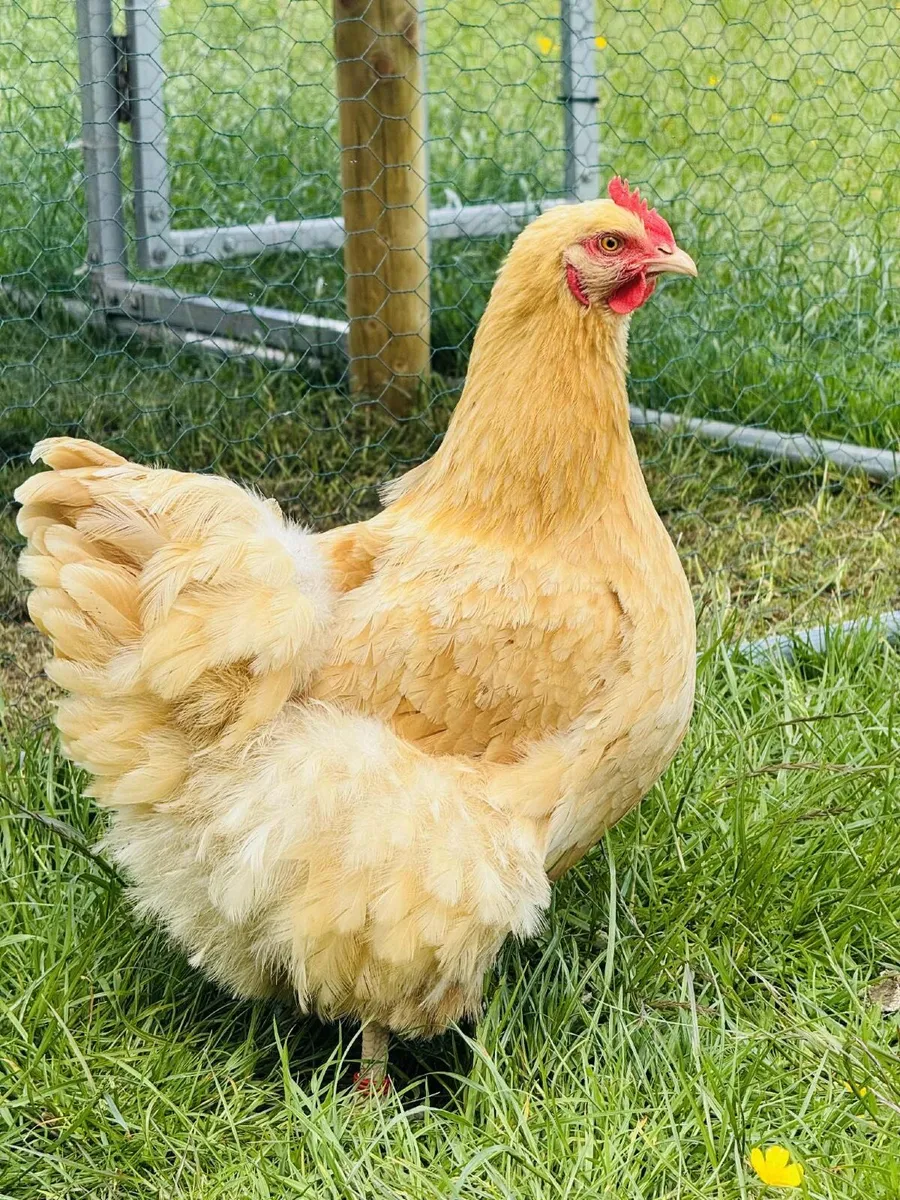 Buff Orpington’s - Image 1