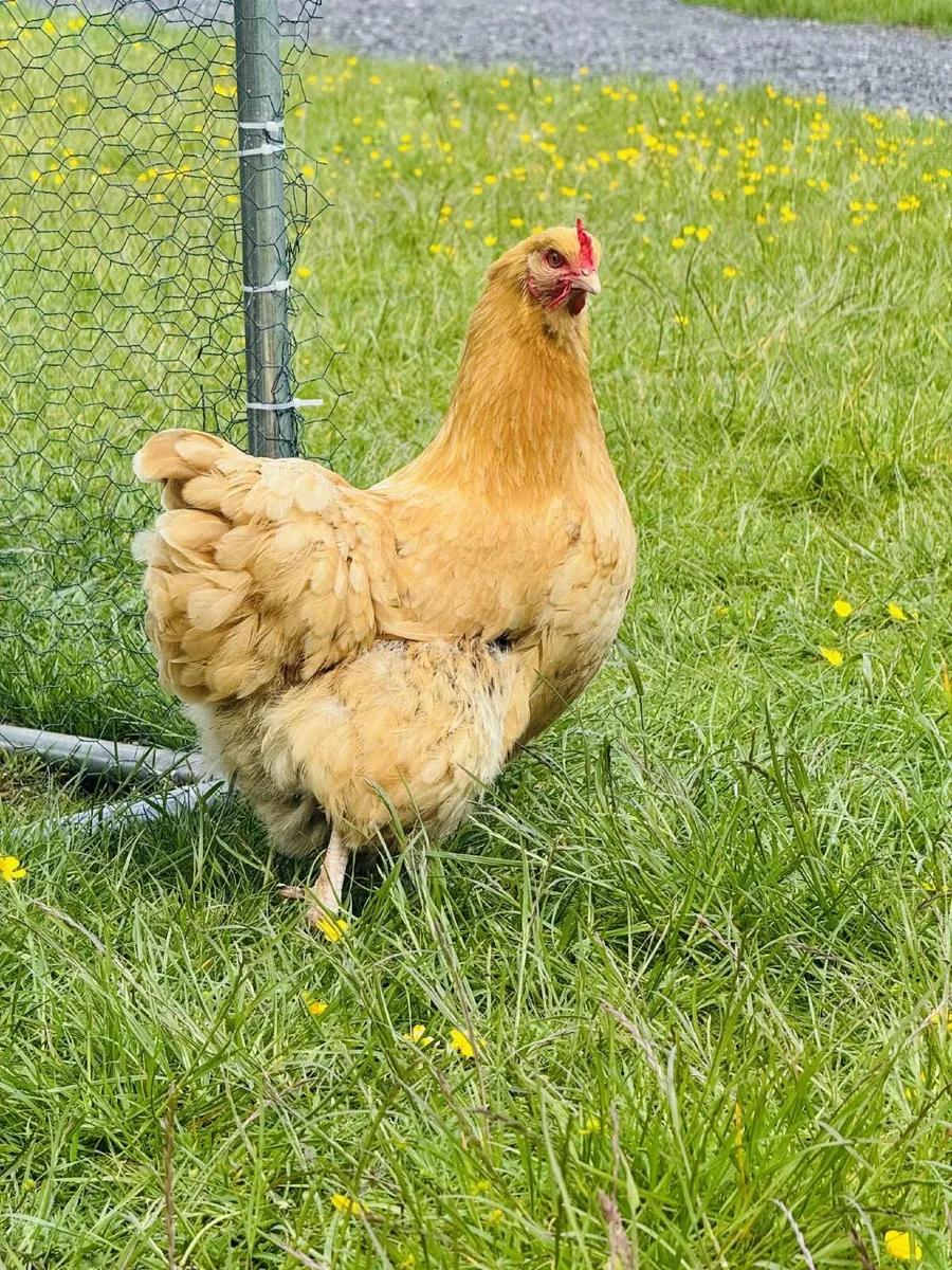 Buff Orpington’s - Image 2