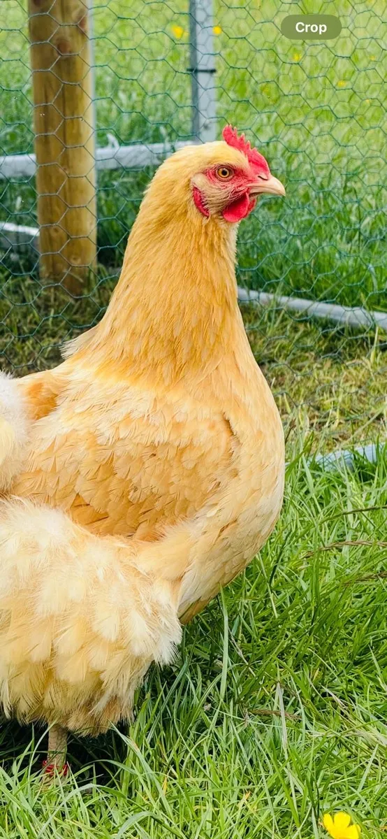 Buff Orpington’s - Image 3