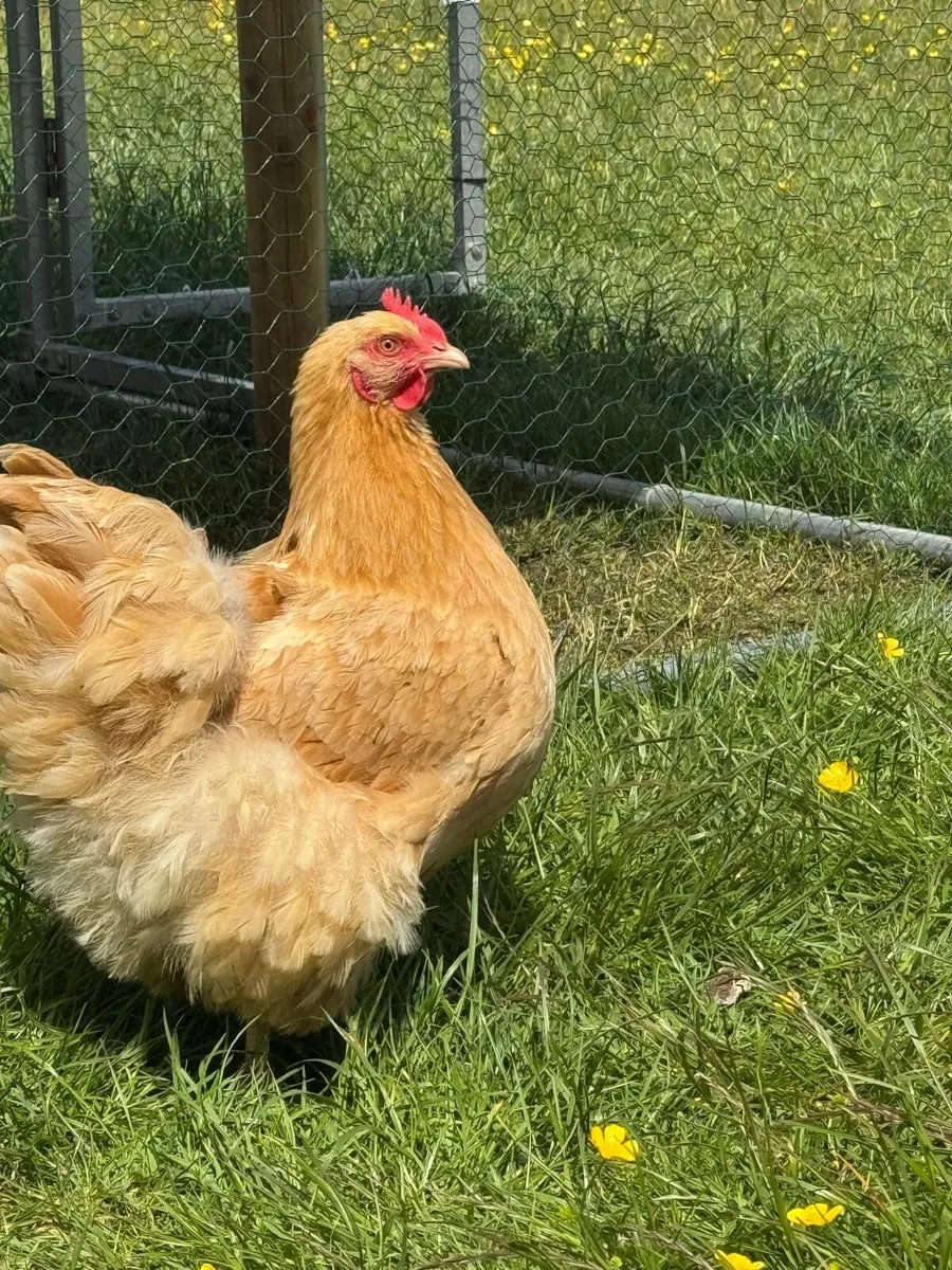 Buff Orpington’s - Image 4