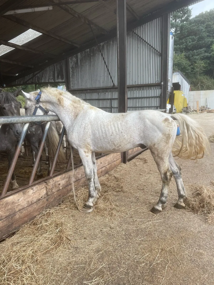 C1 Connemara Teaser pony 16years - Image 1