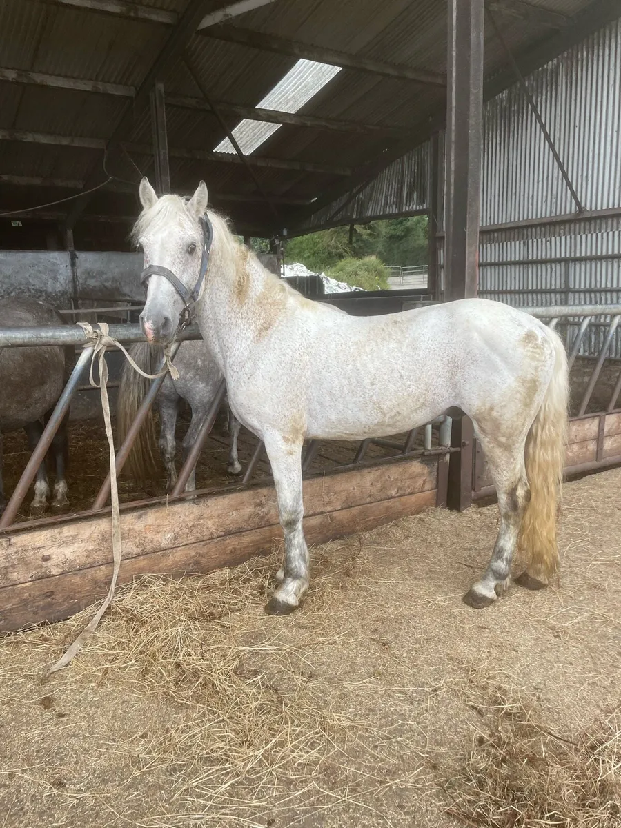 C1 Connemara Teaser pony 16years - Image 2