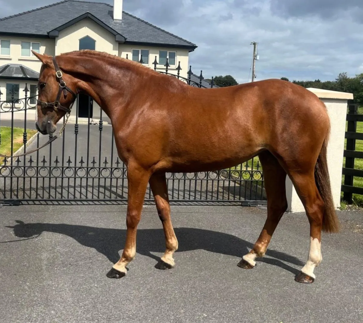 3 yr old filly