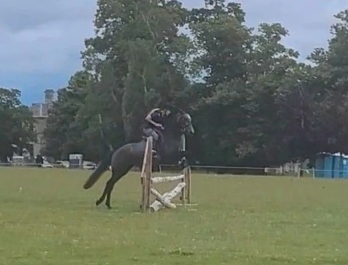 Horse - Image 2