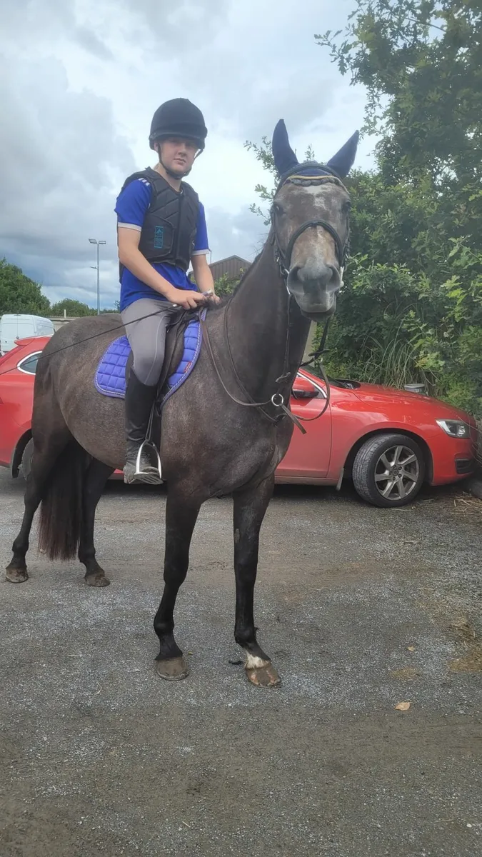 Horse - Image 3