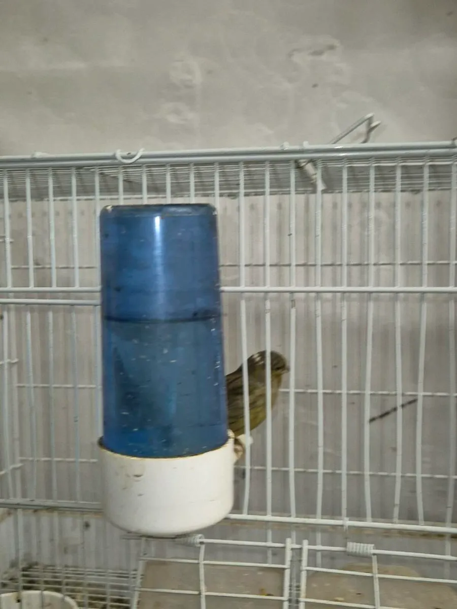 2 hens and cage - Image 2