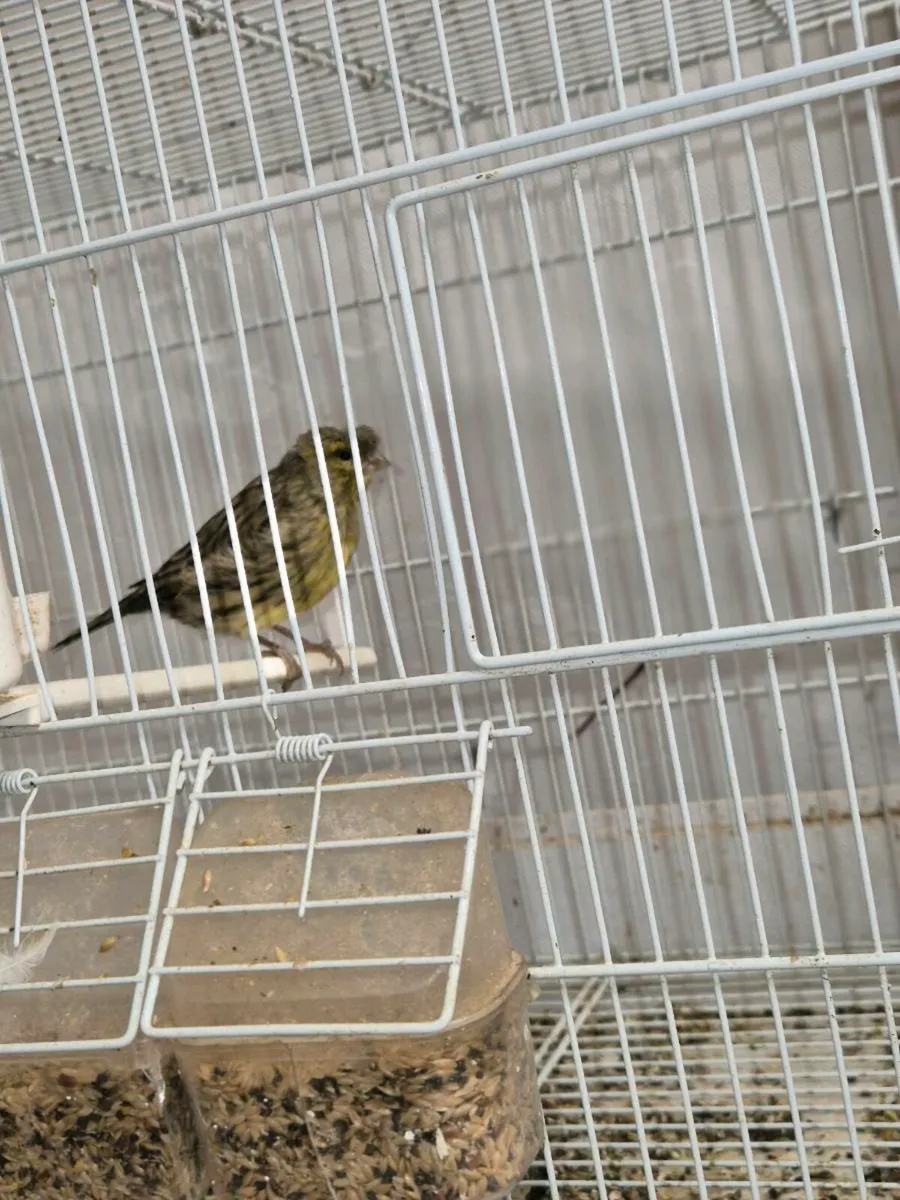 2 hens and cage - Image 3