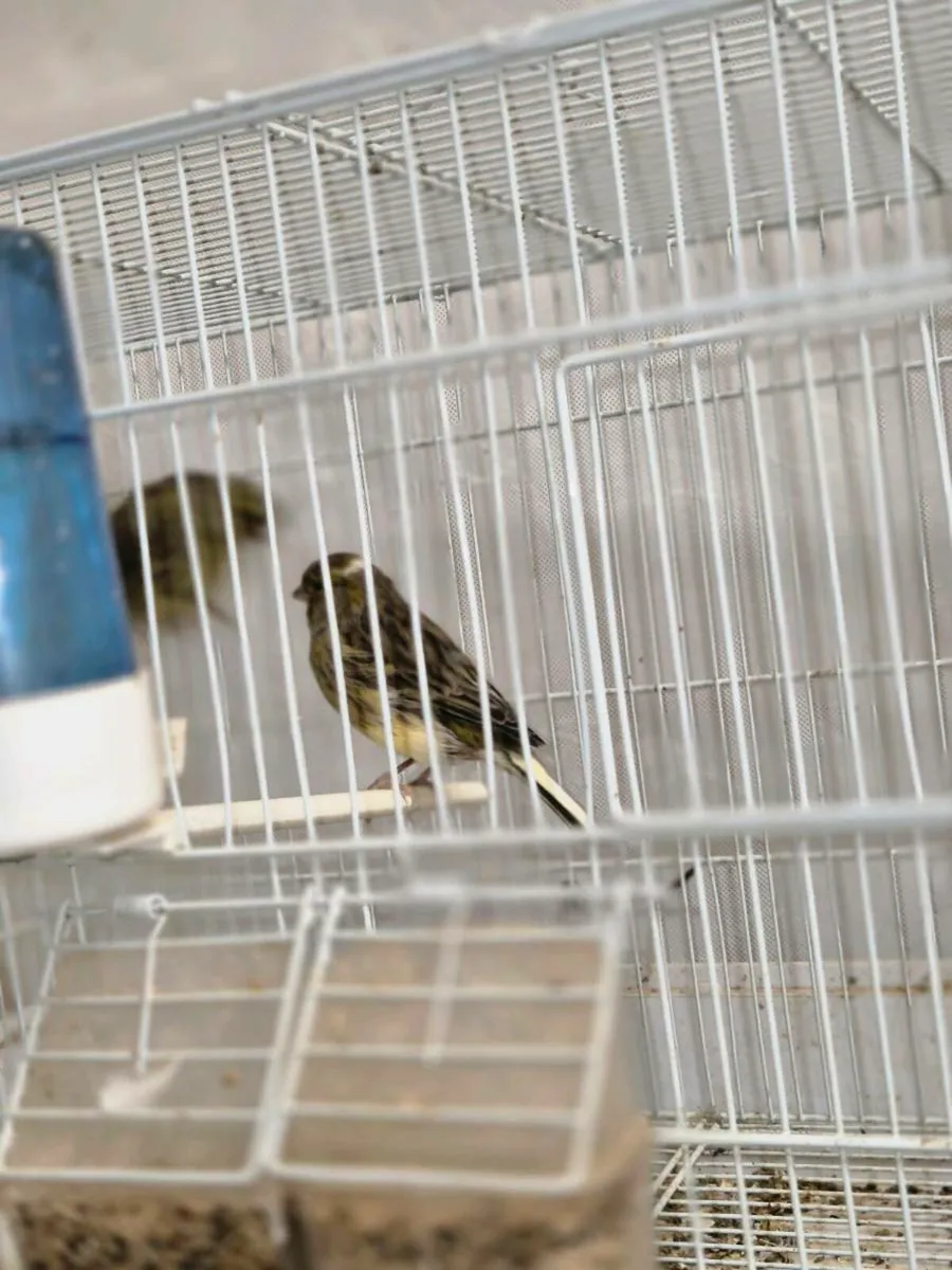 2 hens and cage - Image 4