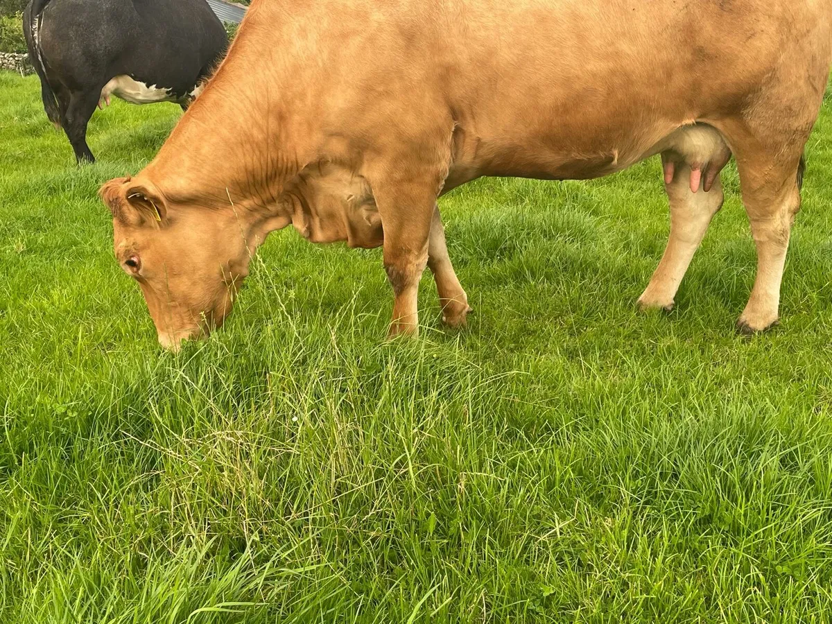 Lmx cow with roan ai bb heifer calf at foot - Image 1