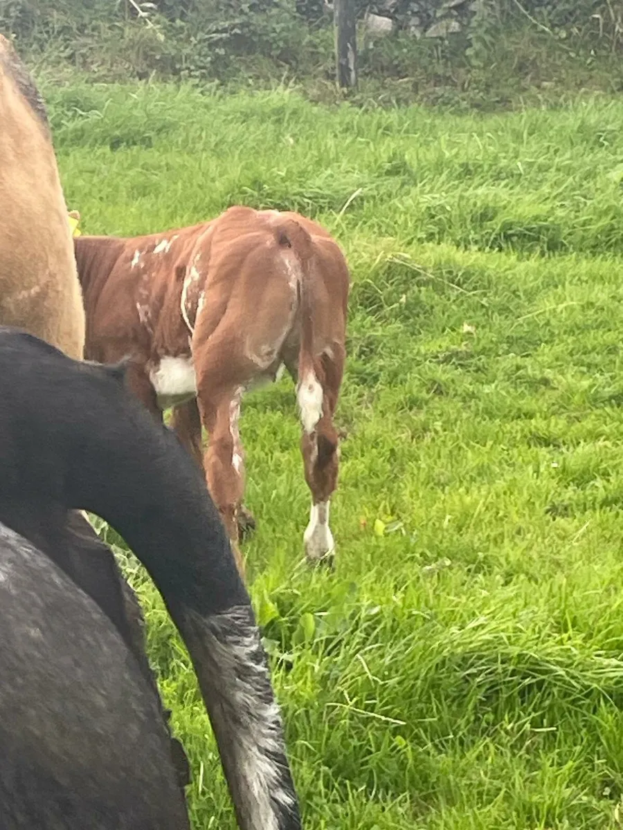 Lmx cow with roan ai bb heifer calf at foot - Image 2