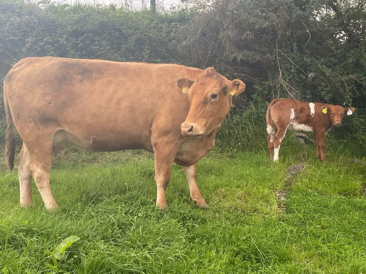 Lmx cow with roan ai bb heifer calf at foot - Image 3