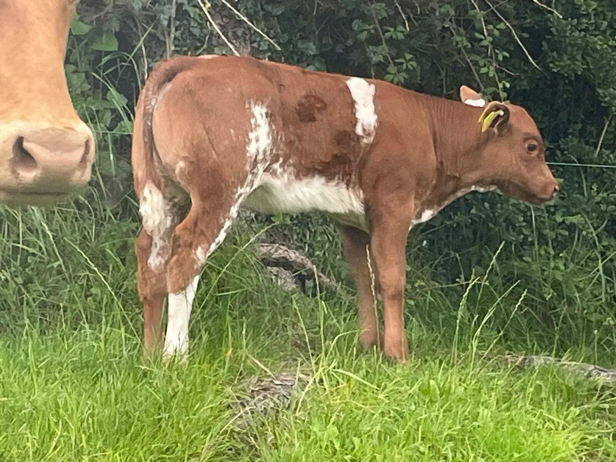 Lmx cow with roan ai bb heifer calf at foot - Image 4