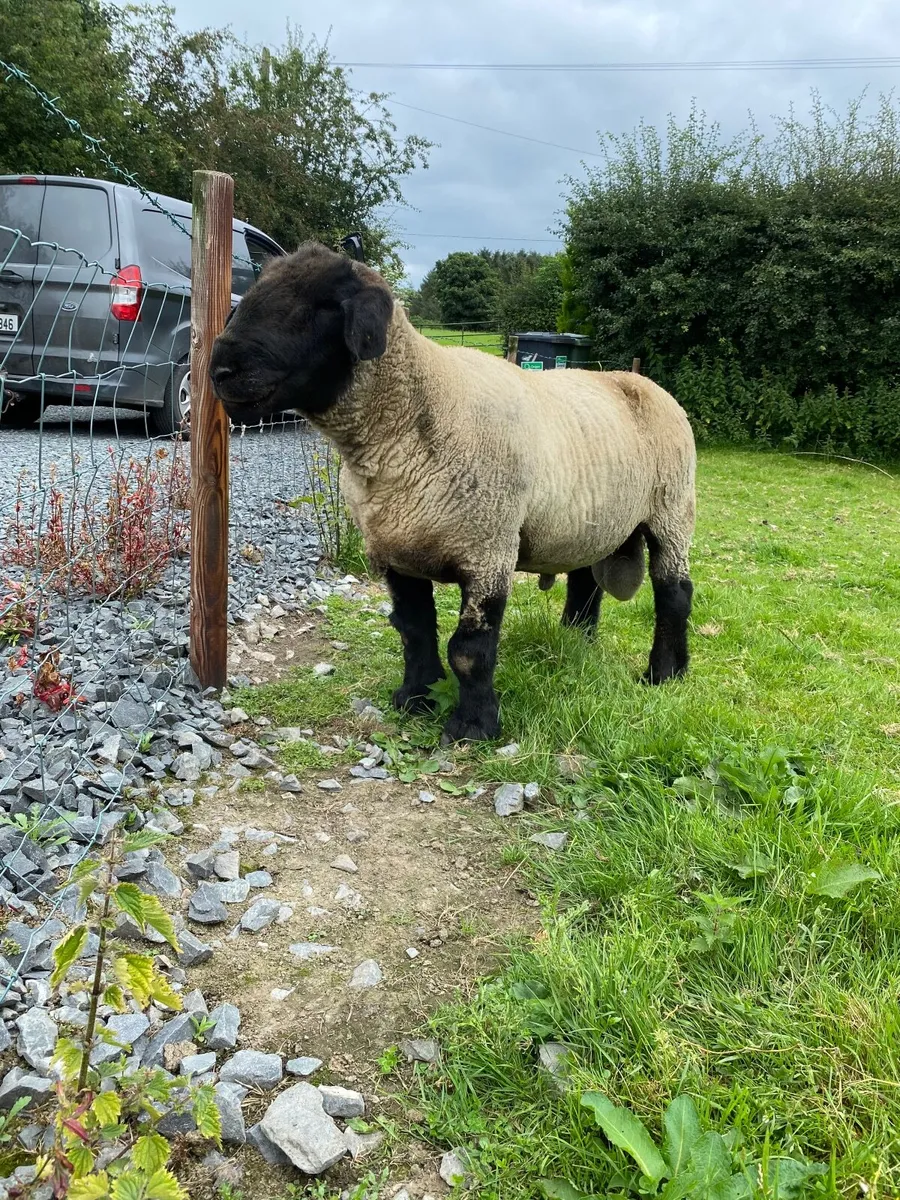 Suffolk Ram For Sale - Image 1