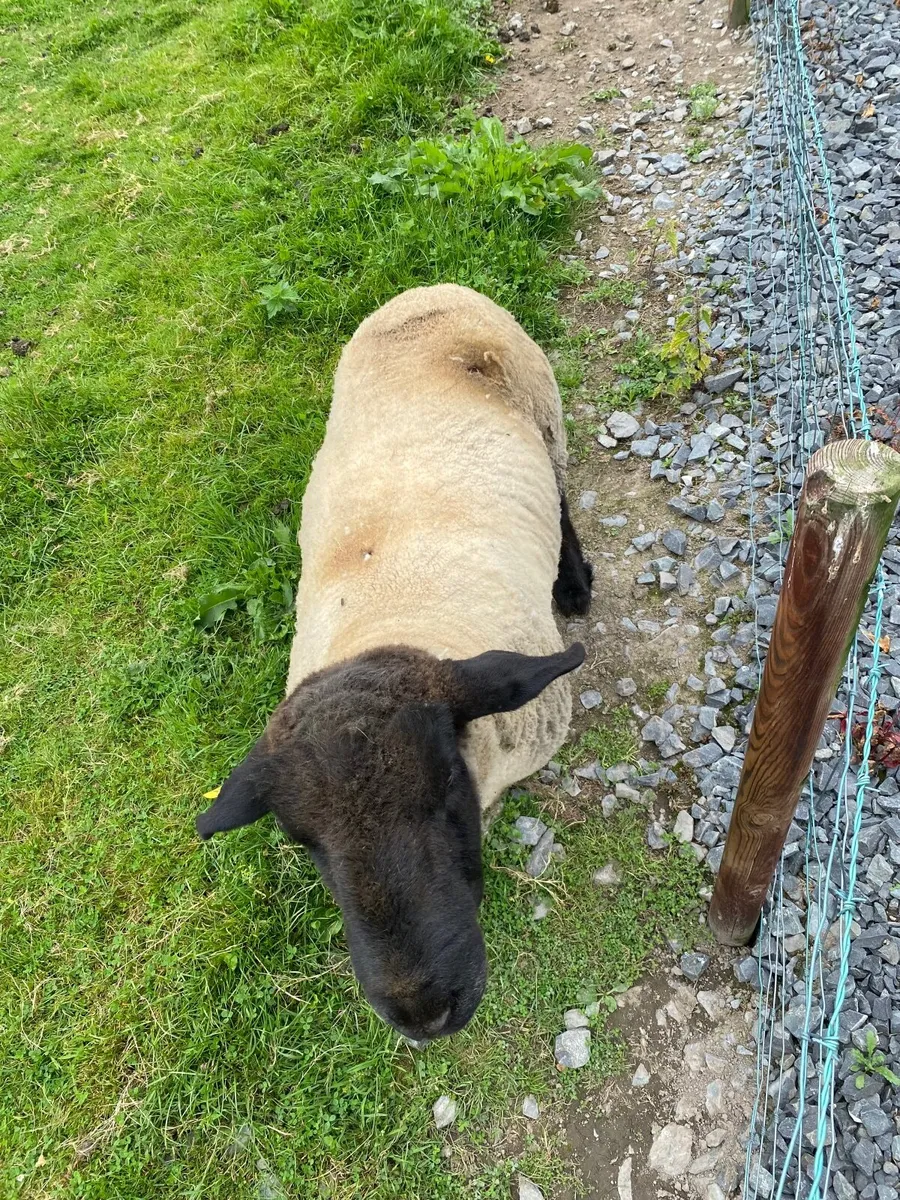 Suffolk Ram For Sale - Image 2