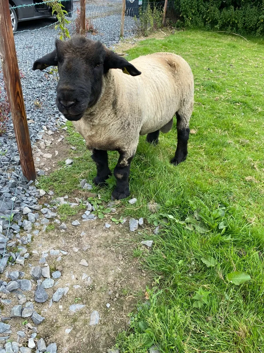 Suffolk Ram For Sale - Image 4