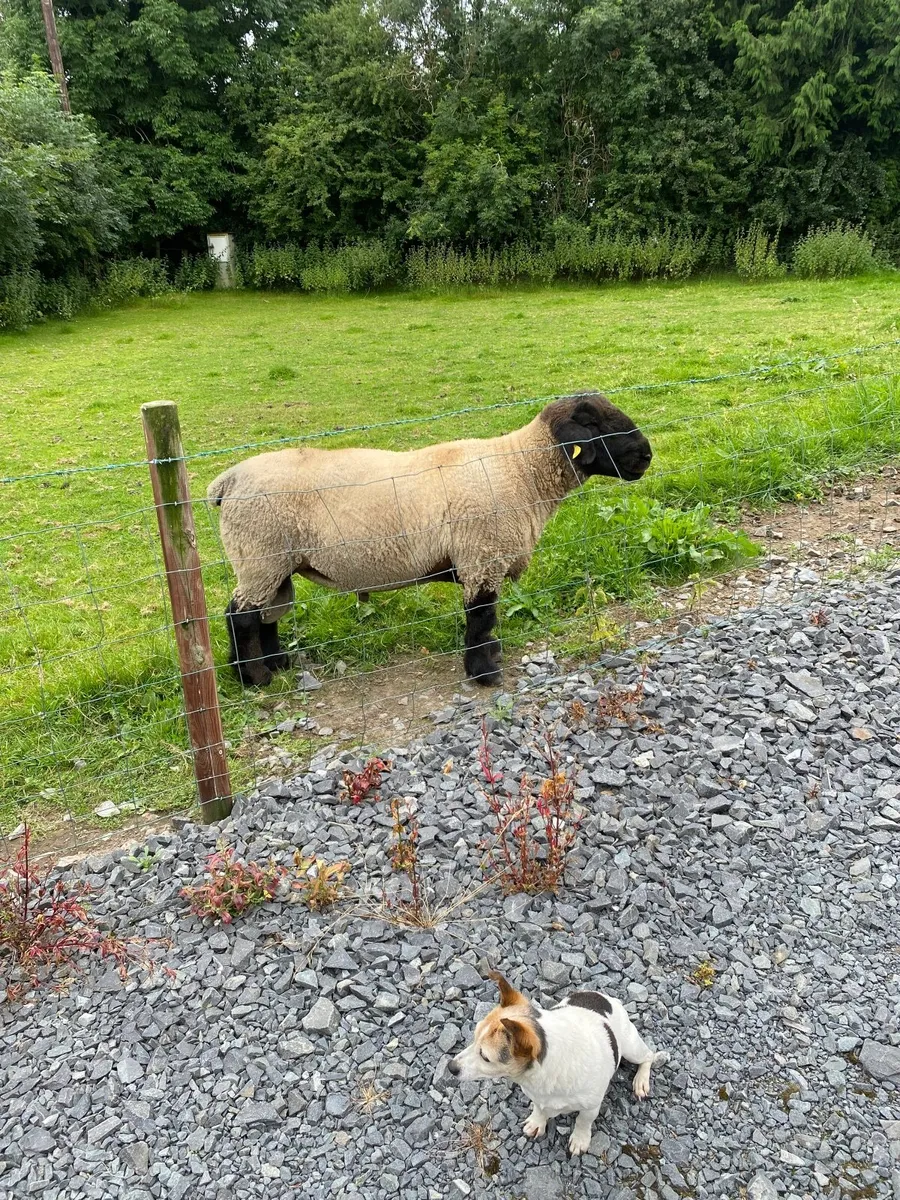 PB Suffolk Ram For Sale - Image 1
