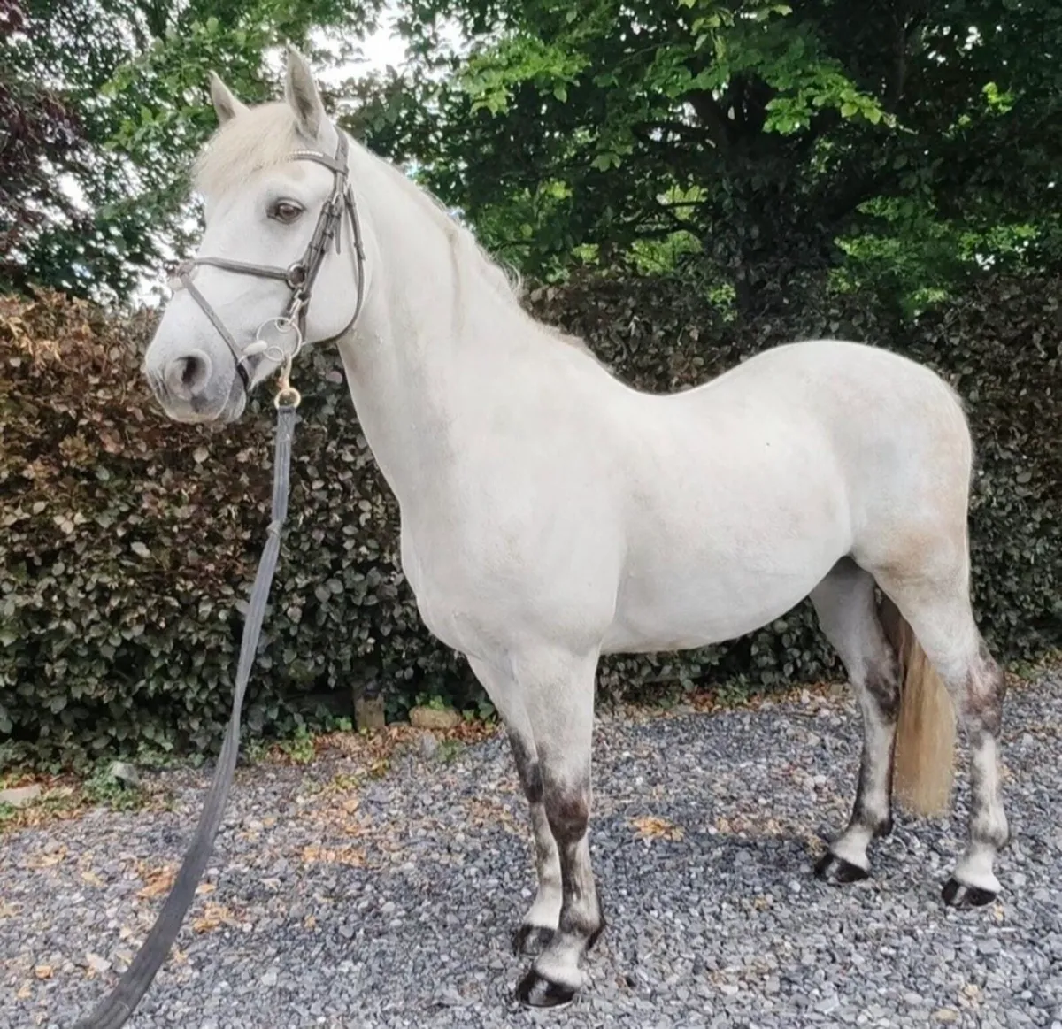 Connemara gelding for sale! - Image 3