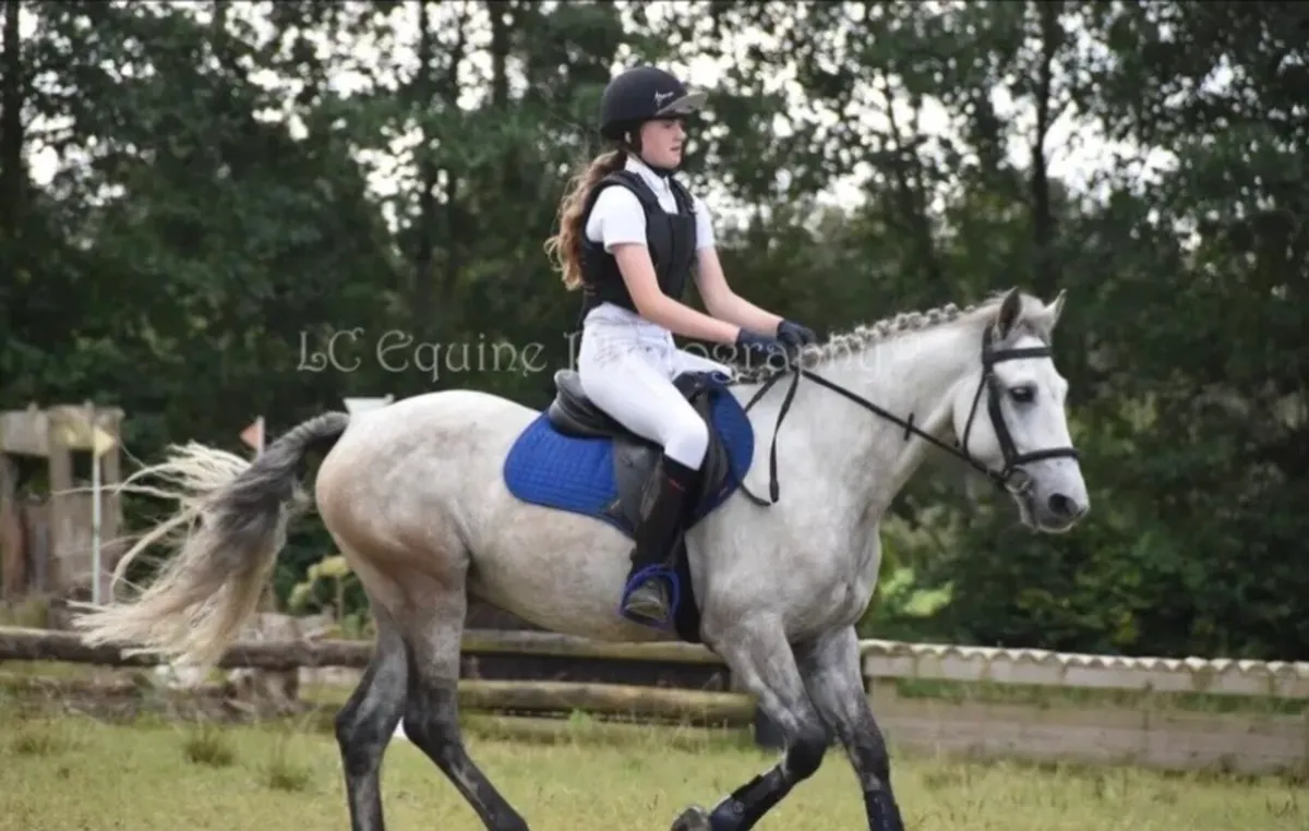 Connemara gelding for sale! - Image 4