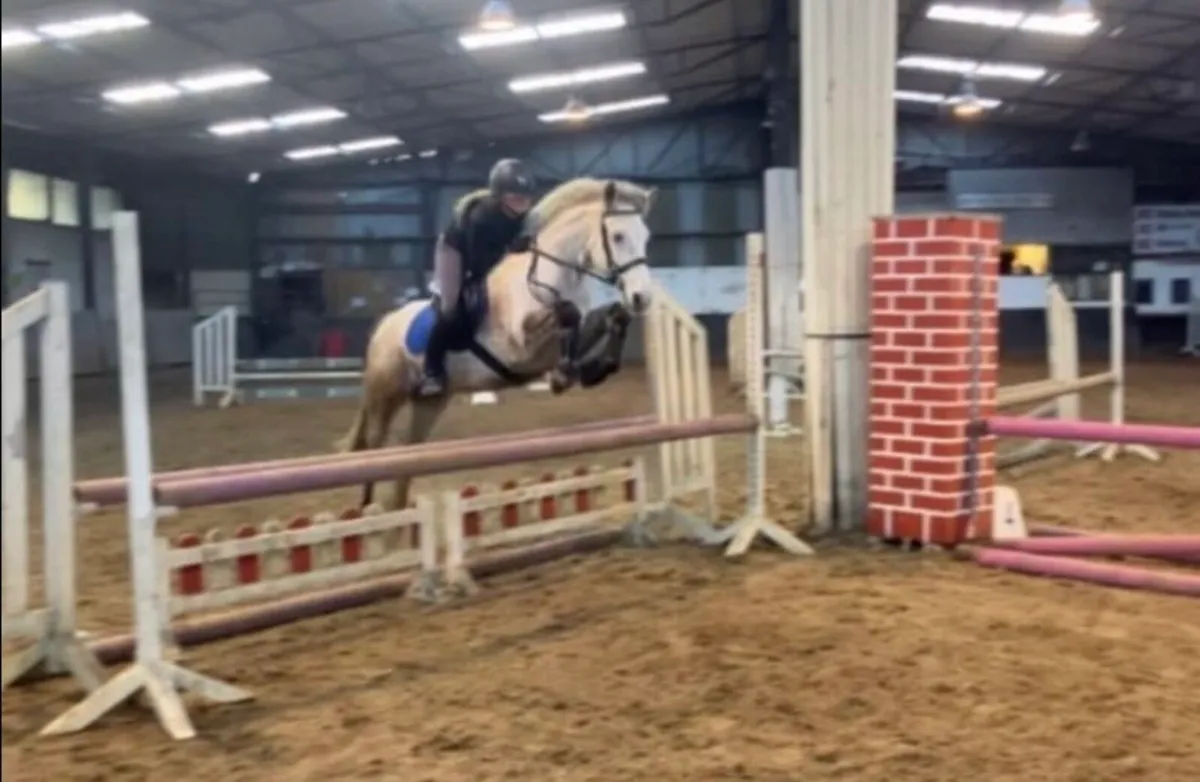 Connemara gelding for sale! - Image 1