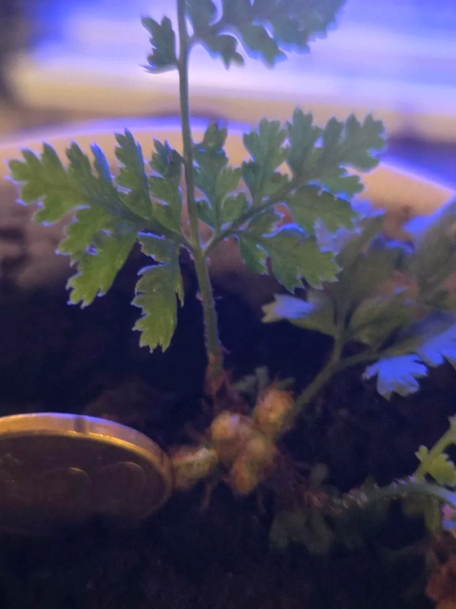 Miniature rattlesnake fern - Image 2