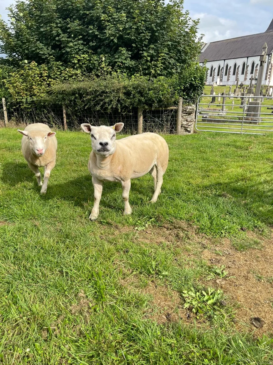Pedigree Texel ewe - Image 1