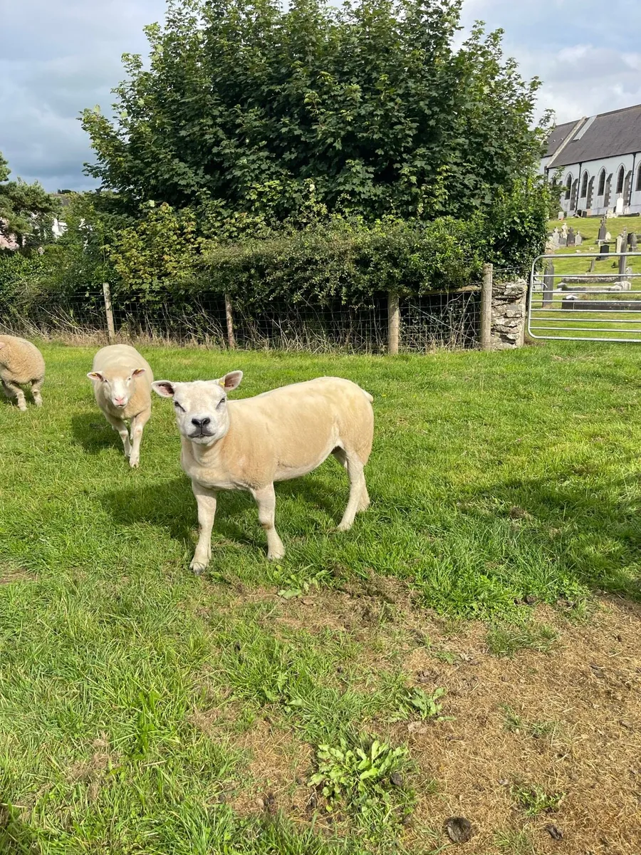 Pedigree Texel ewe - Image 2