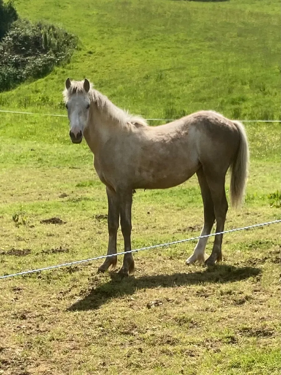 Castleside Carraig Palomino Filly - Image 2