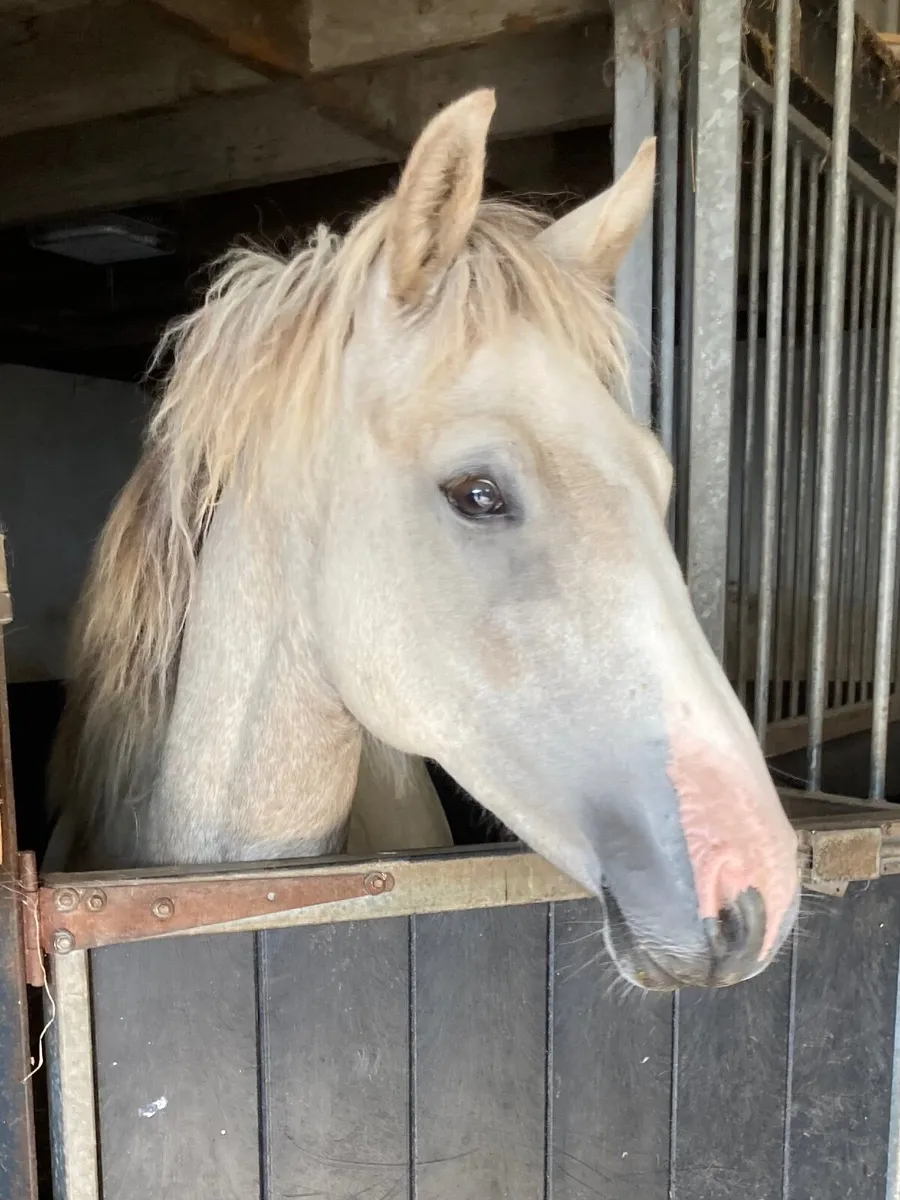 Castleside Carraig Palomino Filly - Image 3