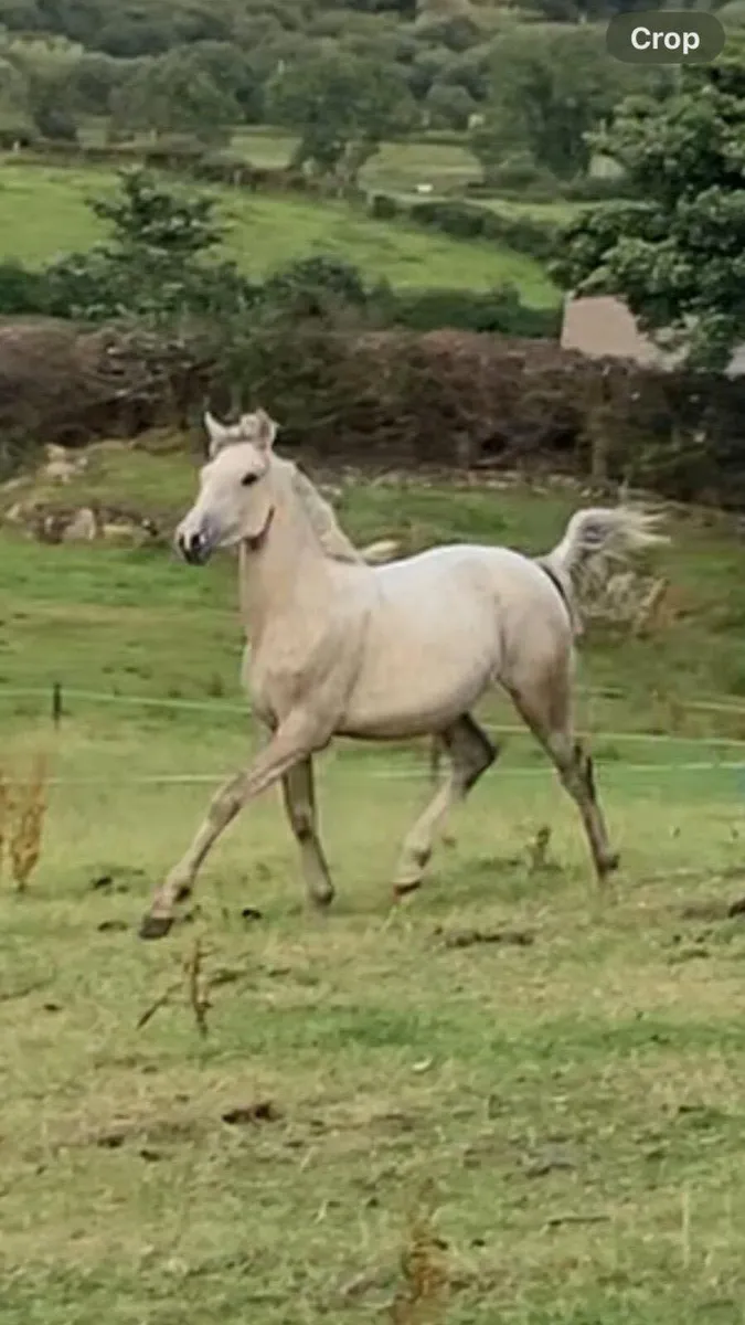 Castleside Carraig Palomino Filly - Image 1