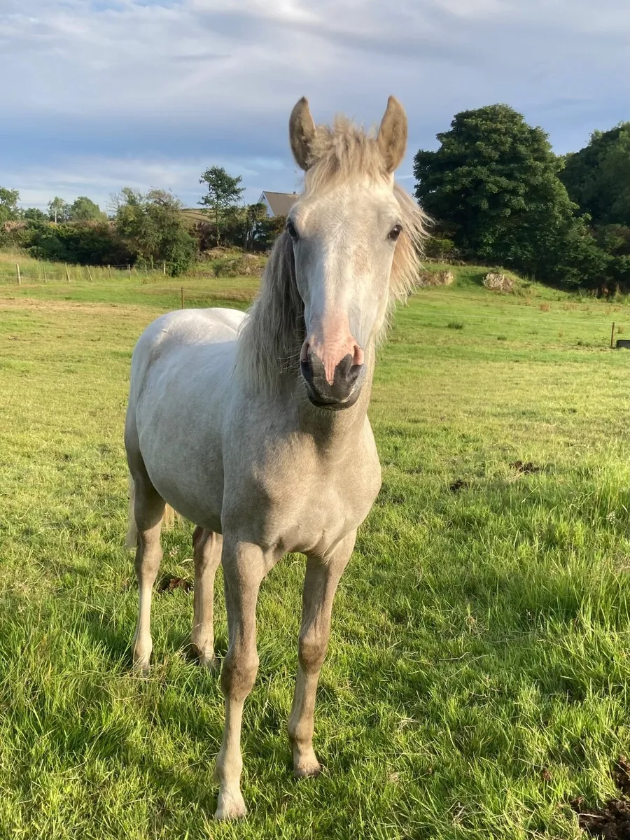 Castleside Carraig Palomino Filly - Image 4