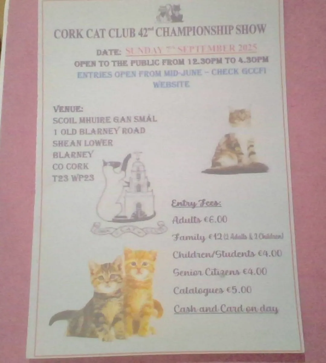 The Cat's Are On Show In Blarney - Image 1