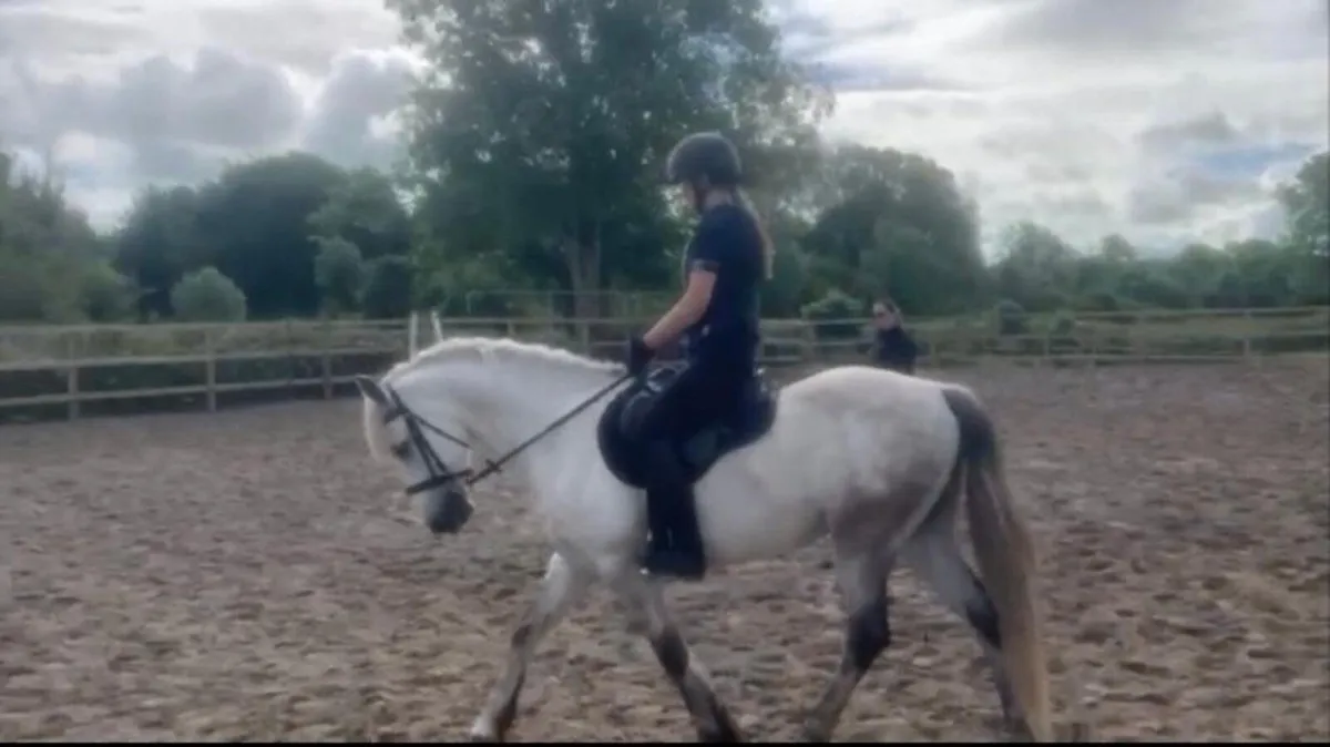 Connemara gelding for sale! - Image 2
