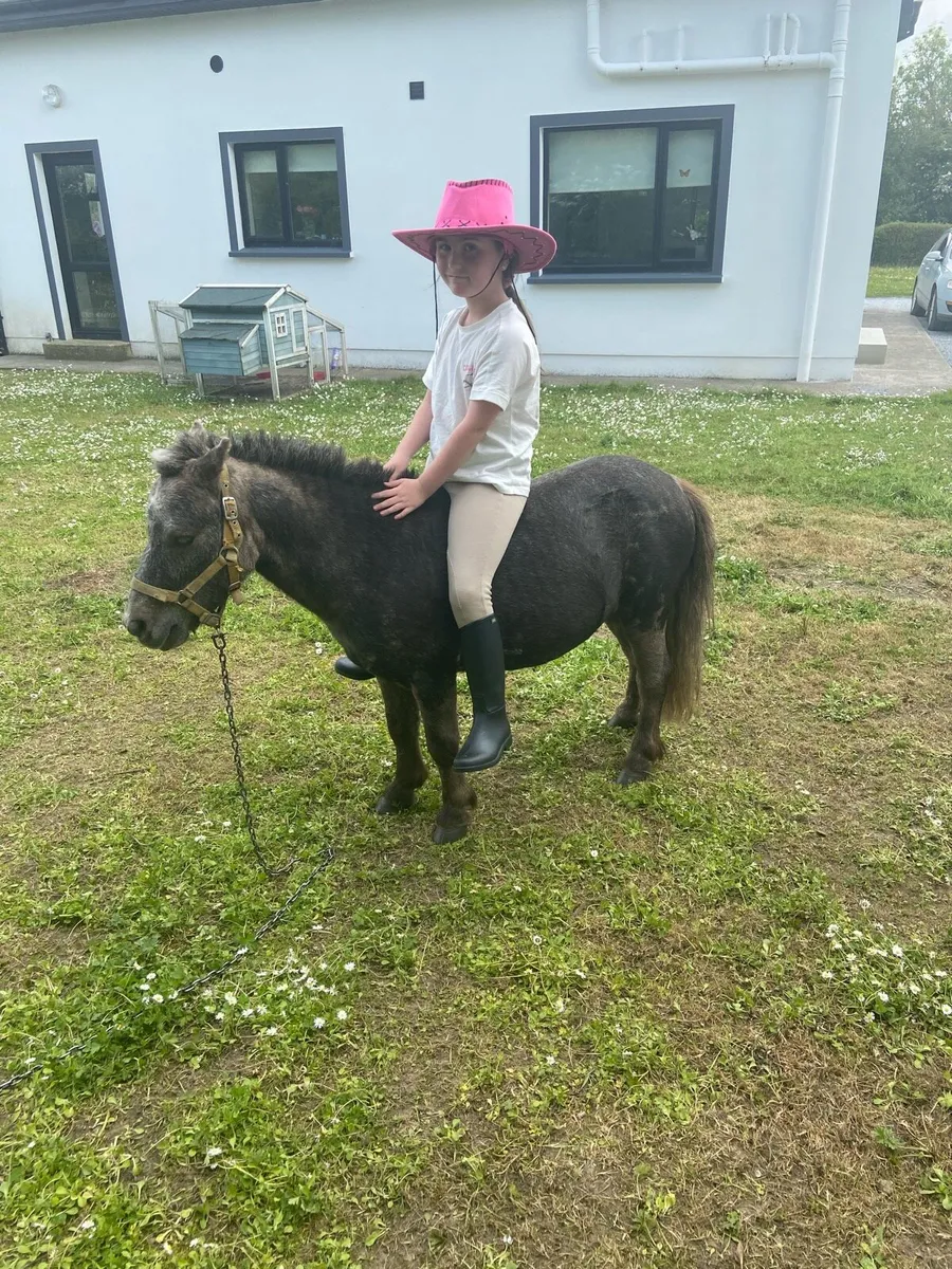 KIDS FIRST PONY €950 - Image 1