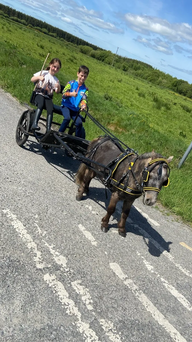 KIDS FIRST PONY €950 - Image 3