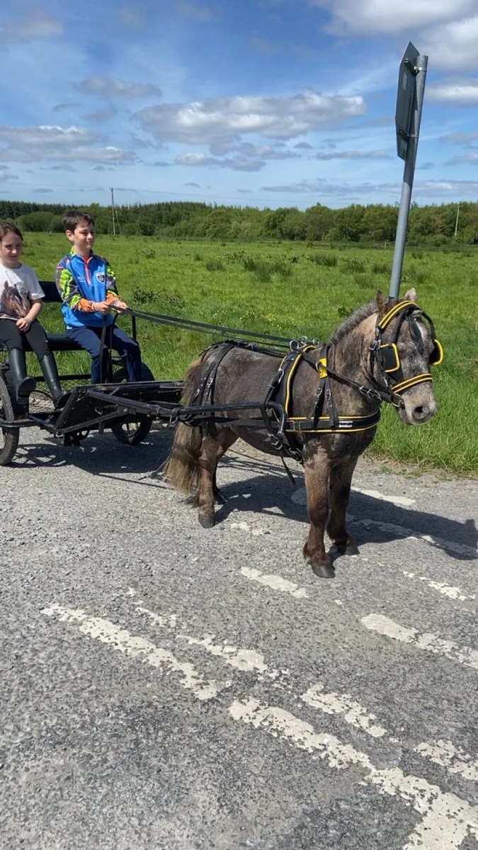 KIDS FIRST PONY €950 - Image 4