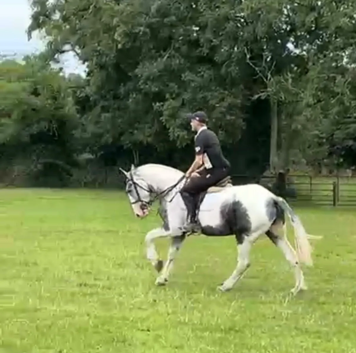 Stunning show Cob - Image 2