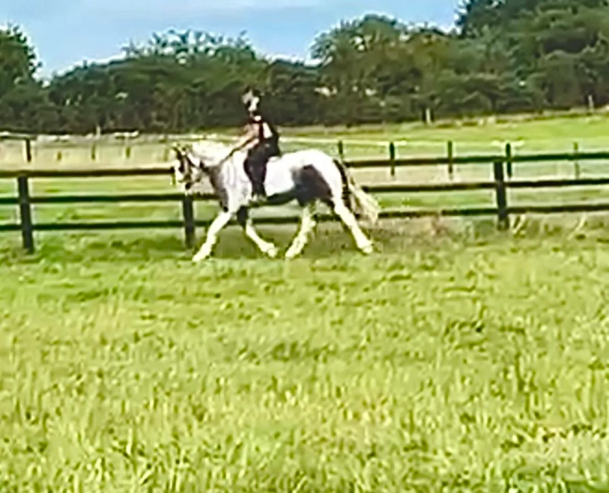 Stunning show Cob - Image 1