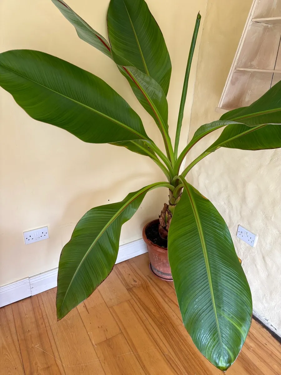 Banana Plant - Image 1