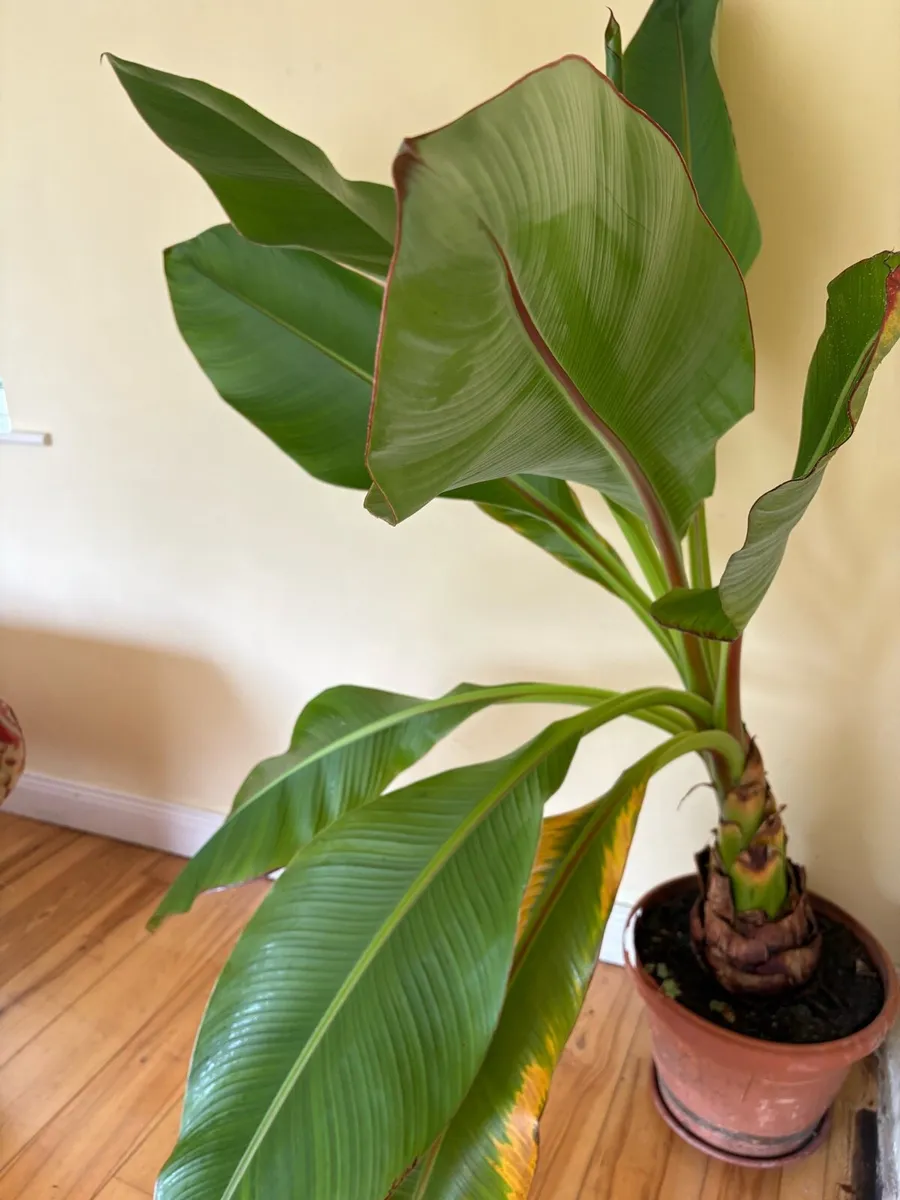 Banana Plant - Image 2