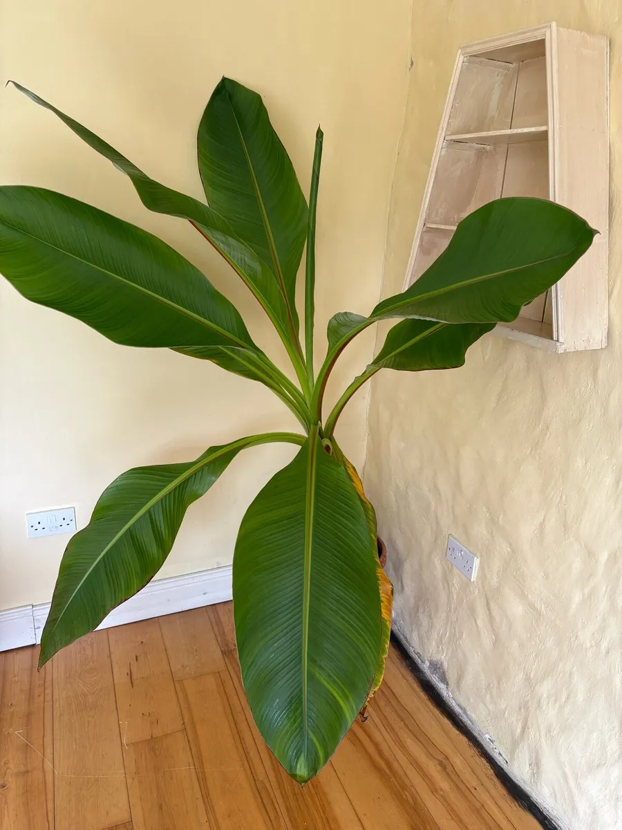 Banana Plant - Image 3