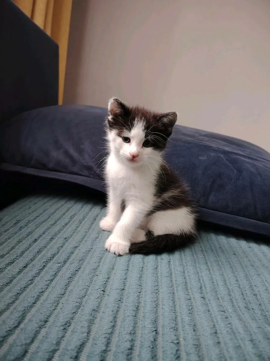 Kittens - Image 1