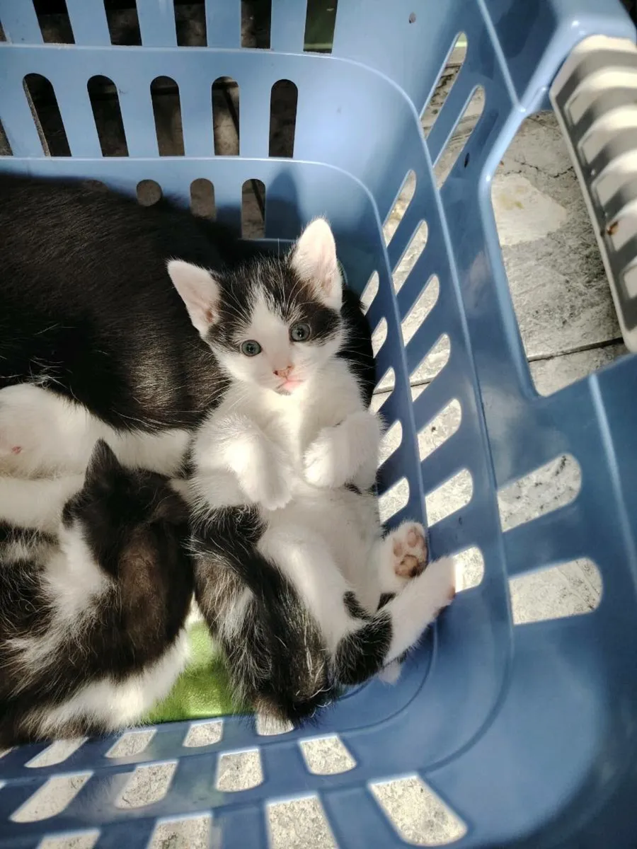 Kittens - Image 2