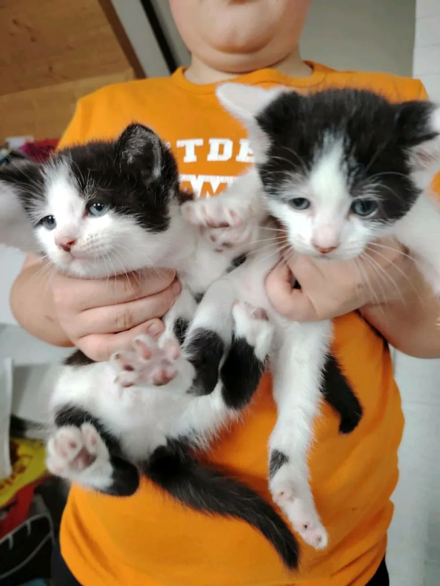 Kittens - Image 3