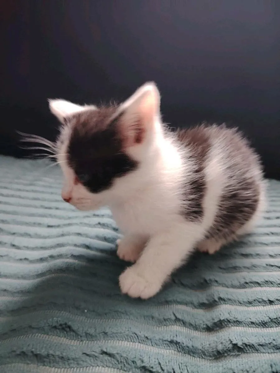 Kittens - Image 4