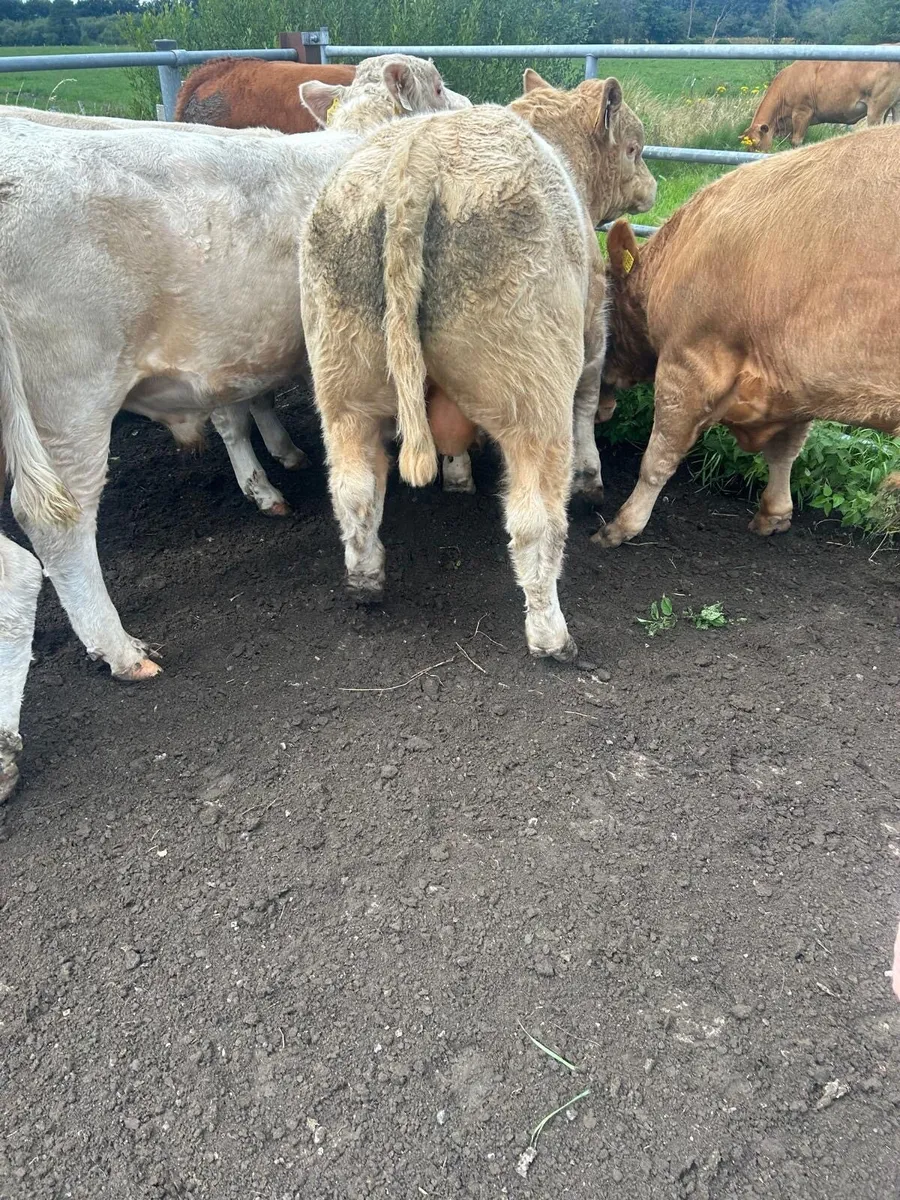 Kilcullen mart wed 6th Aug BULLS & Bullocks - Image 2